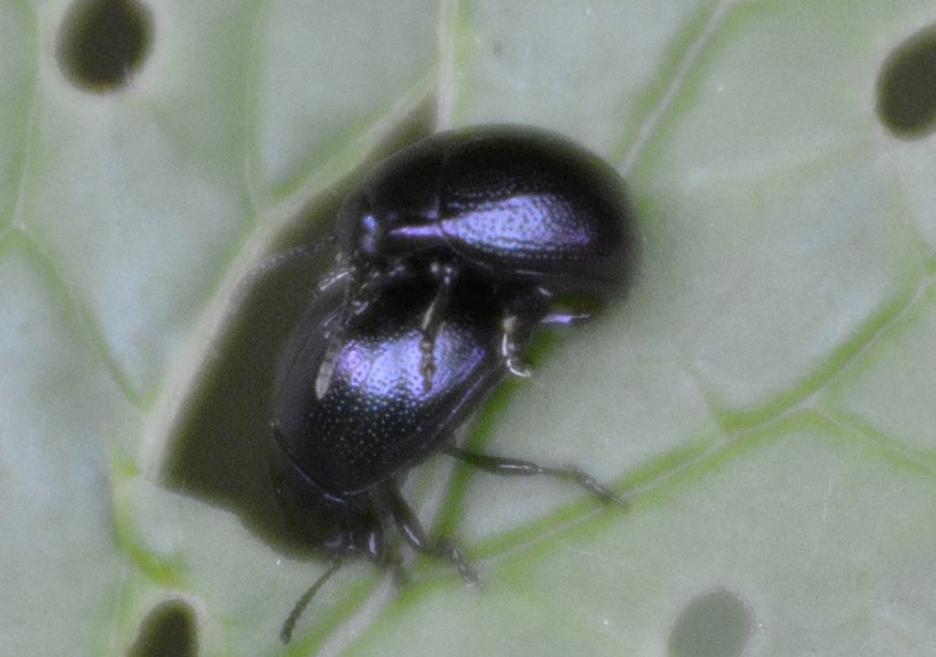Chrysolina